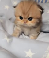 Tha cute small cat _