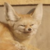 smugfen