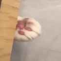 1748440563492593_thumb.jpg