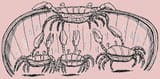 crabs-in-a-bucket-syndrome