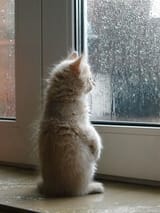 catinthought