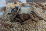 worms