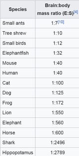Screenshot 2025-07-02 at 14-41-10 Brain–body mass ratio - Wikipedia