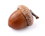 acorn_159168824