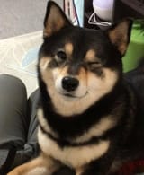 wink