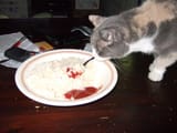 food 6