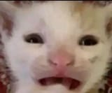 Thread 33325478 OP Image