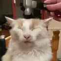 bonk-funny-cat_thumb.jpg