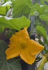 IMG_20250704_121608009~2