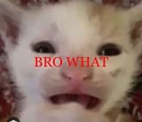 eneow82b3b3oa9