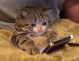 15552