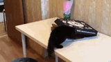 cat-pizza