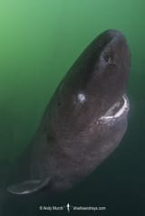 whats-the-difference-between-a-a-sleeper-shark-and-a-v0-o5o2vva8qjeb1