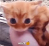 Thread 33338308 OP Image