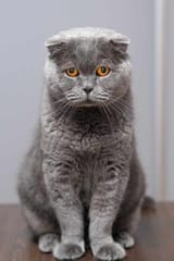 sad-cat-1