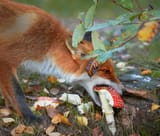 foxer