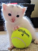 Tennis Anyone_