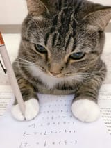 xhs aycute99 _ cat studying math