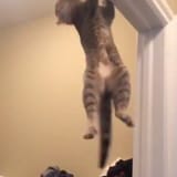 So, Um, This Cat Is Basically Doing Pull-Ups on the Door Frame, and to Hell With My Workout Routine — PS