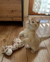 Me and my giraffe