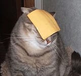 cheese cat