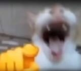 cat-laughing-4