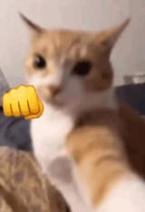catpunch5