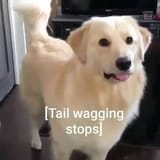 Thread 33352871 OP Image
