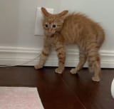 The amount of fear in his eyes😭 something took 5 lifes away from him💀 cat reaction picture (1)