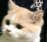 confused cat