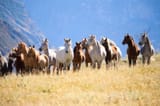 herd-of-mustangs