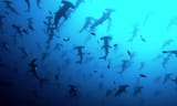 scalloped-hammerhead-sharks-bbc