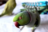 parrot