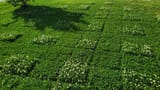 r_NoLawns 1kjq2fu a_clover_yard_for_now ser_veaux 20250511