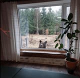 bear
