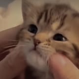 kittyy