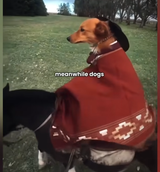 dogs ride horse