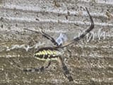 Spideropps