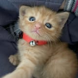 kitten _ cutie