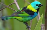 Green-headed-Tanager_Dario-Sanches_HP-768x498