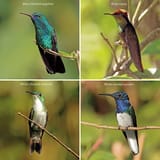 Trinidad_and_Tobago_hummingbirds_composite