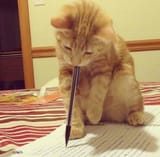 Cutest little editor ever