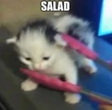 Salad