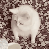 kot-cat