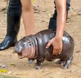 Hippo handformaat