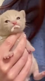 Milky mouth kitty