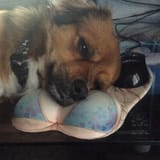 pup