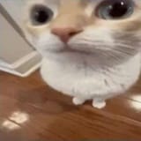 FB_IMG_1744899829400