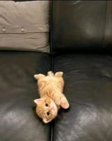 Cat (1)