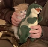 cat 🐾